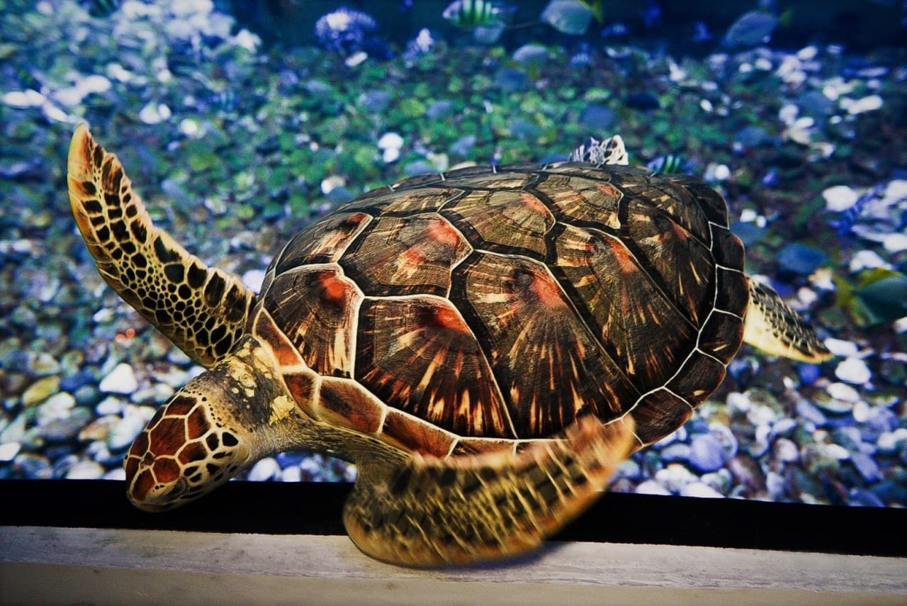 Aquaria Phuket – photo 15