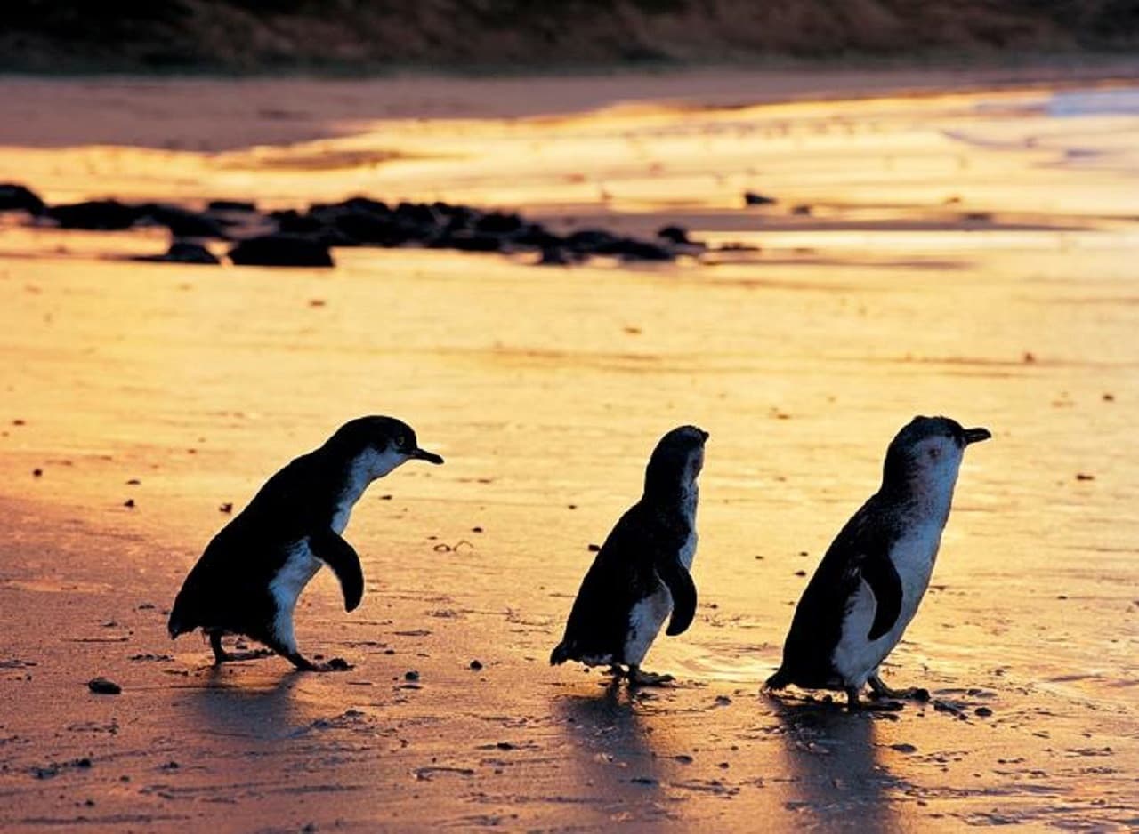 Phillip Island Nature Parks - Three-Park Pass – photo 5