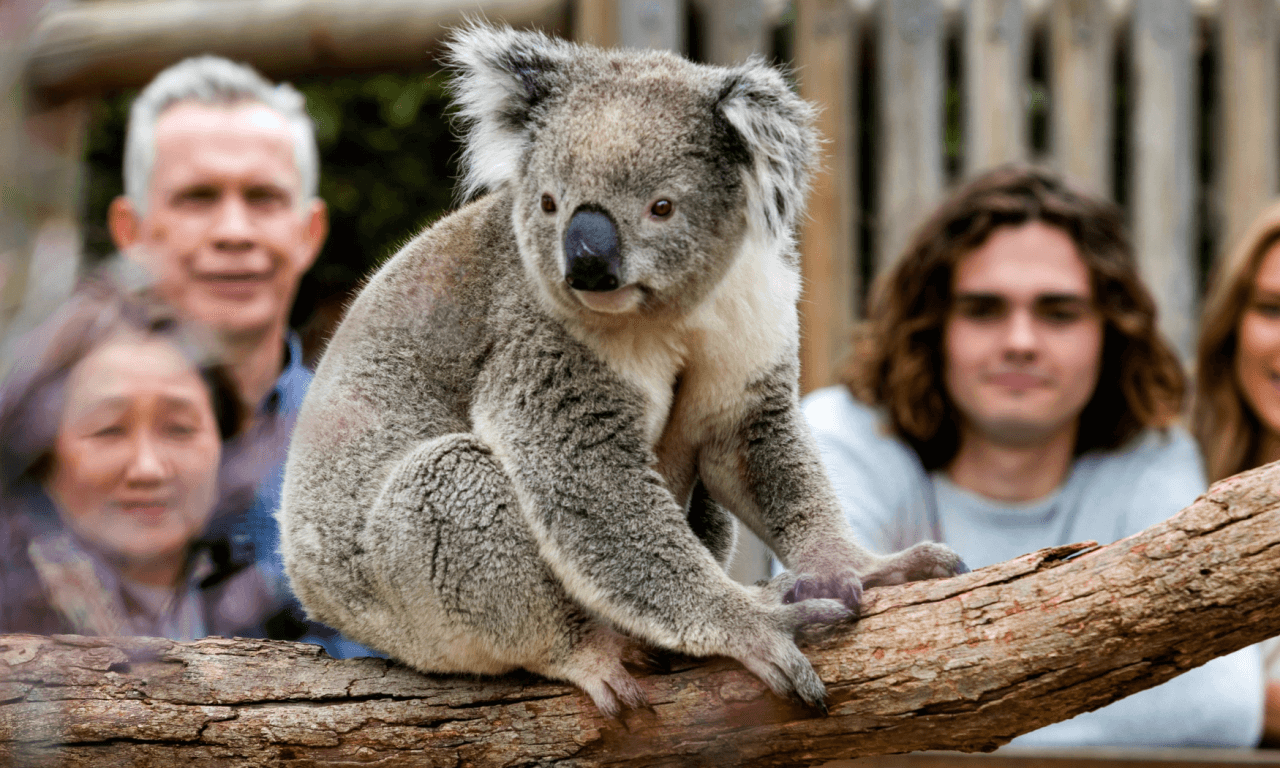 Phillip Island with Penguin Parade Eco Tour – photo 25