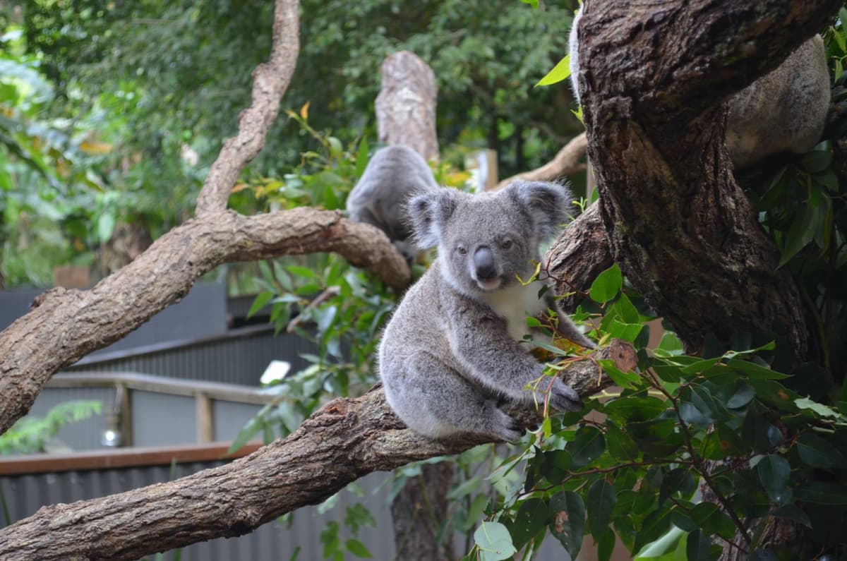 Kuranda Koala Gardens