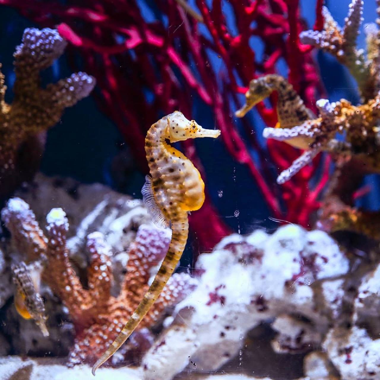 Dubai Aquarium and Underwater Zoo Ticket