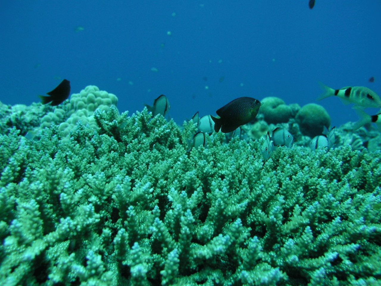 Okinawa Glass Bottom Boat Tour – photo 2