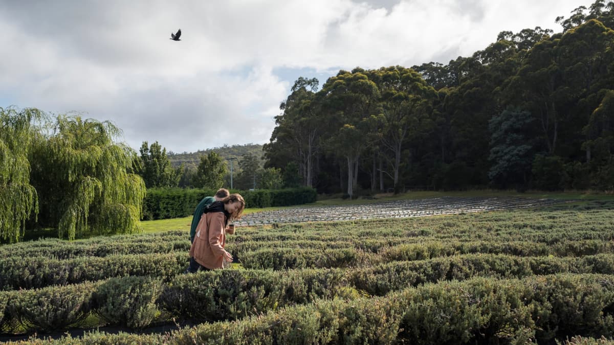 Port Arthur Historic Site & Tasman Peninsula Tour from Hobart
