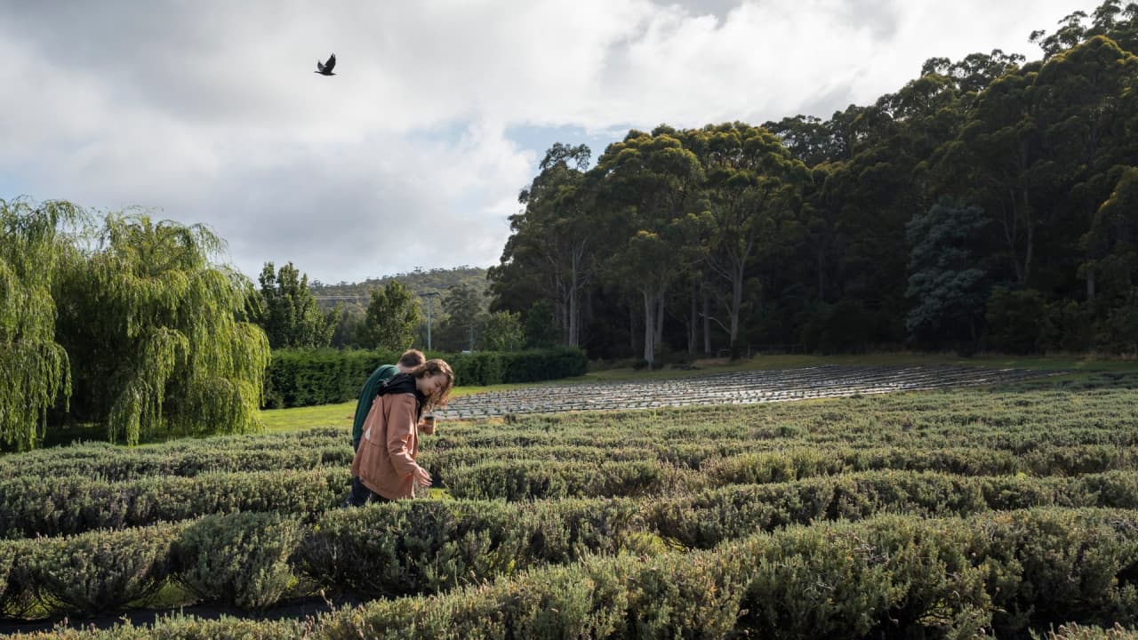 Port Arthur Historic Site & Tasman Peninsula Tour from Hobart – photo 4