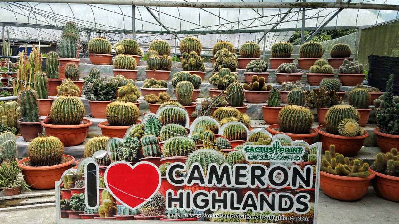 Cameron Highlands Tour from Kuala Lumpur – photo 14