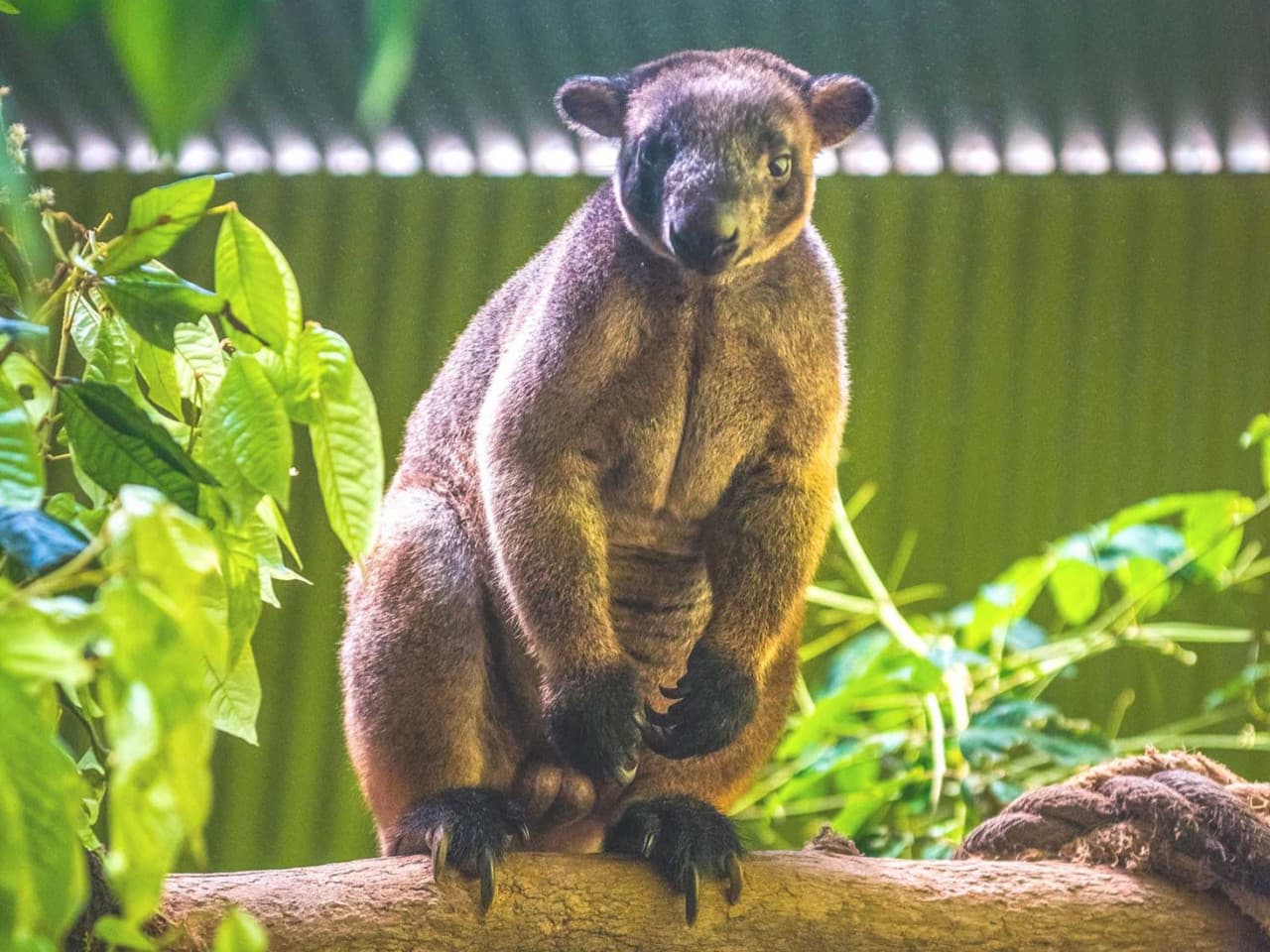 Kuranda Rainforestation Nature Park Full-Day Tour from Cairns – photo 14