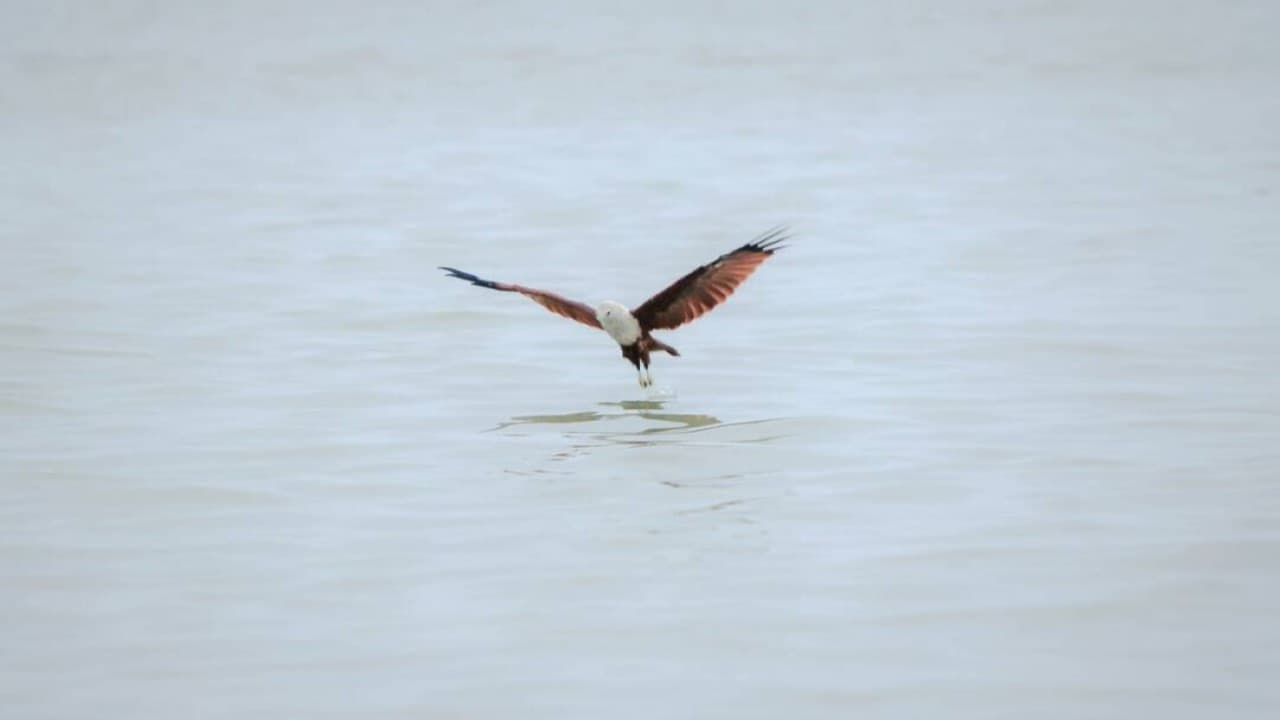 Eagle Watching Experience in Kuala Selangor