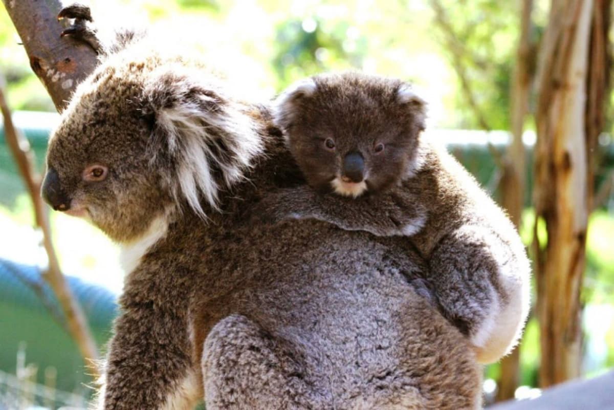 Phillip Island Nature Parks - Three-Park Pass