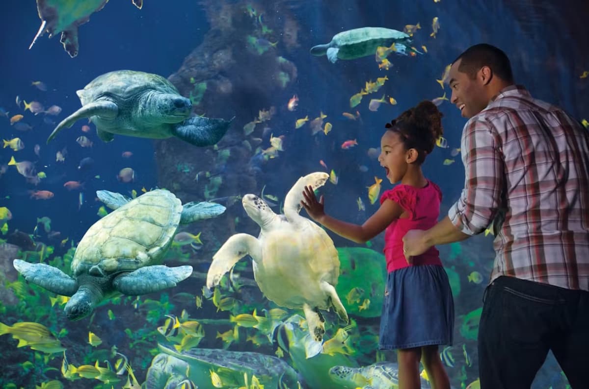 SeaWorld San Diego Ticket: Direct Entry