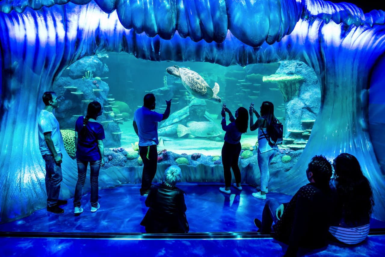 SEA LIFE Sydney Aquarium Direct Entry Ticket – photo 3