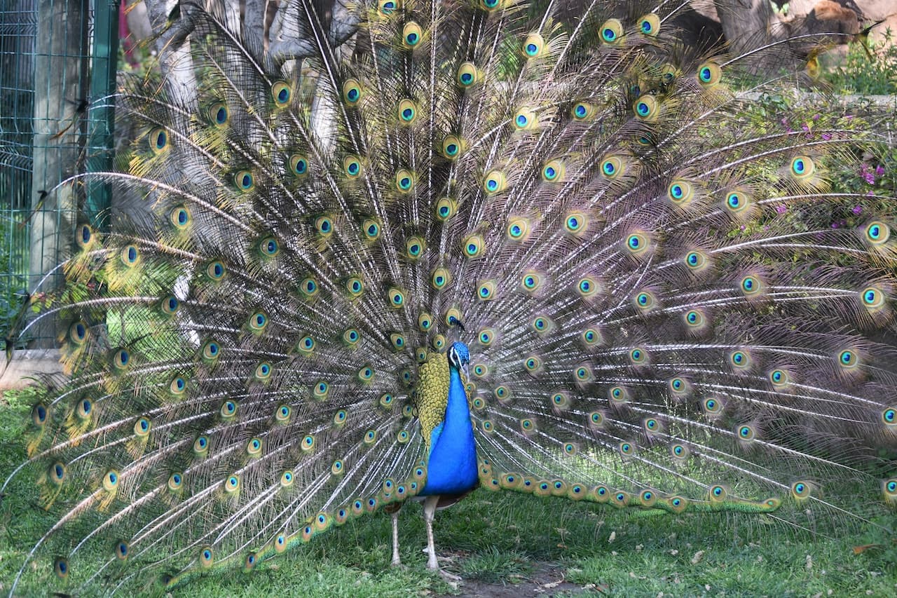 Barcelona Zoo – photo 7