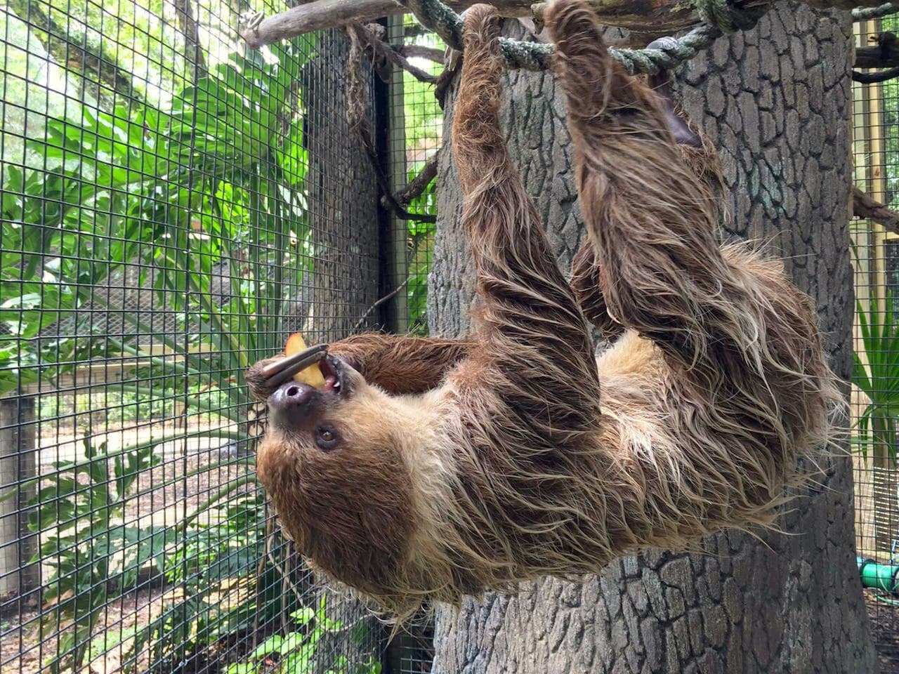 Central Florida Zoo & Botanical Gardens Ticket