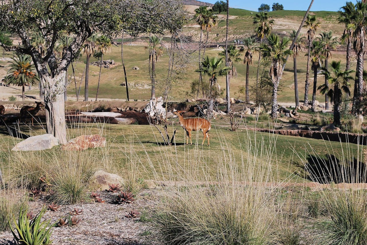 San Diego Zoo Safari Park Ticket – photo 4