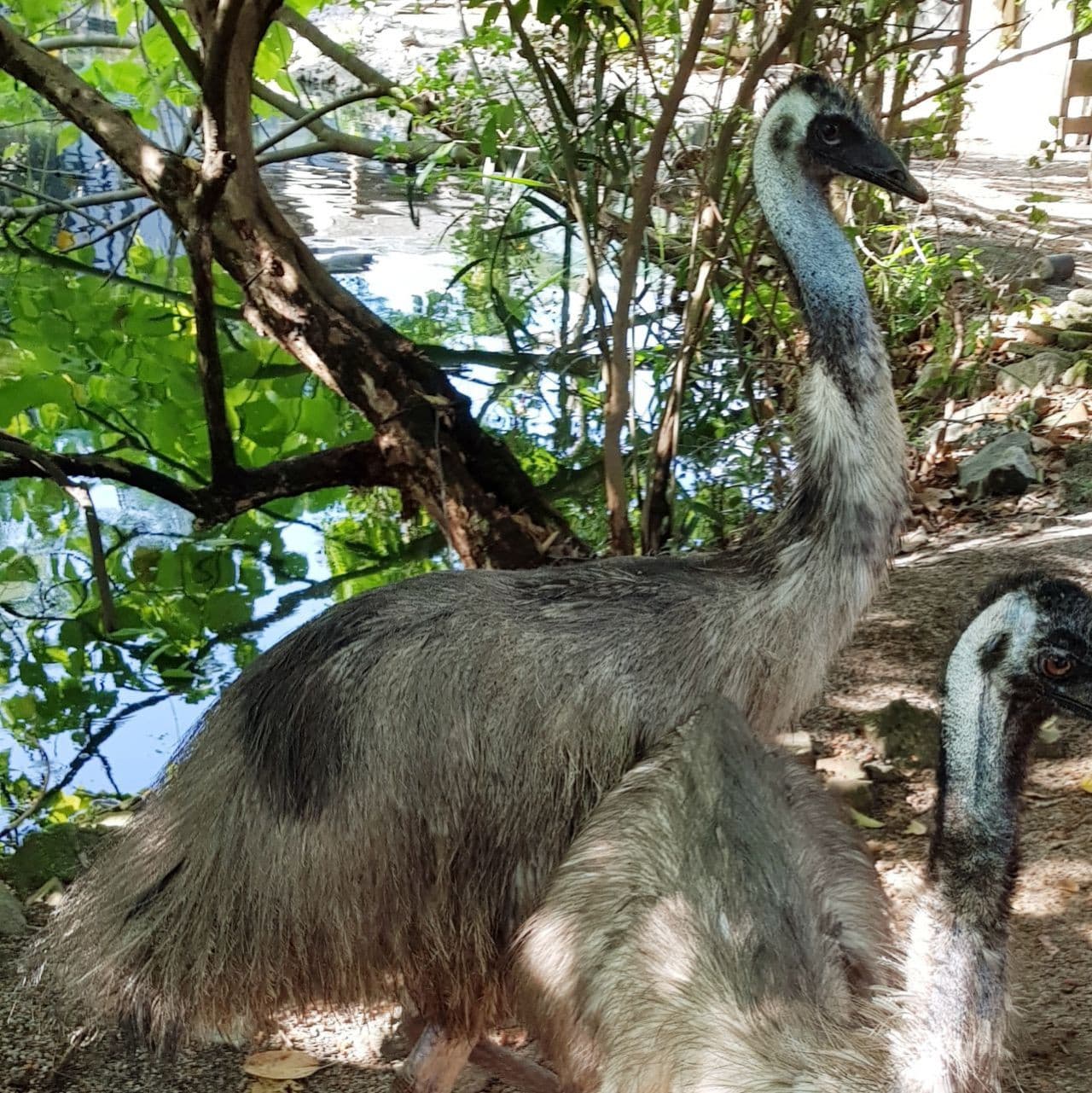 Penang Bird Park