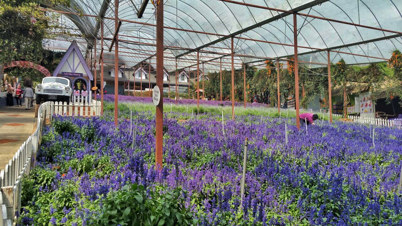 Cameron Highlands Tour from Kuala Lumpur – photo 12