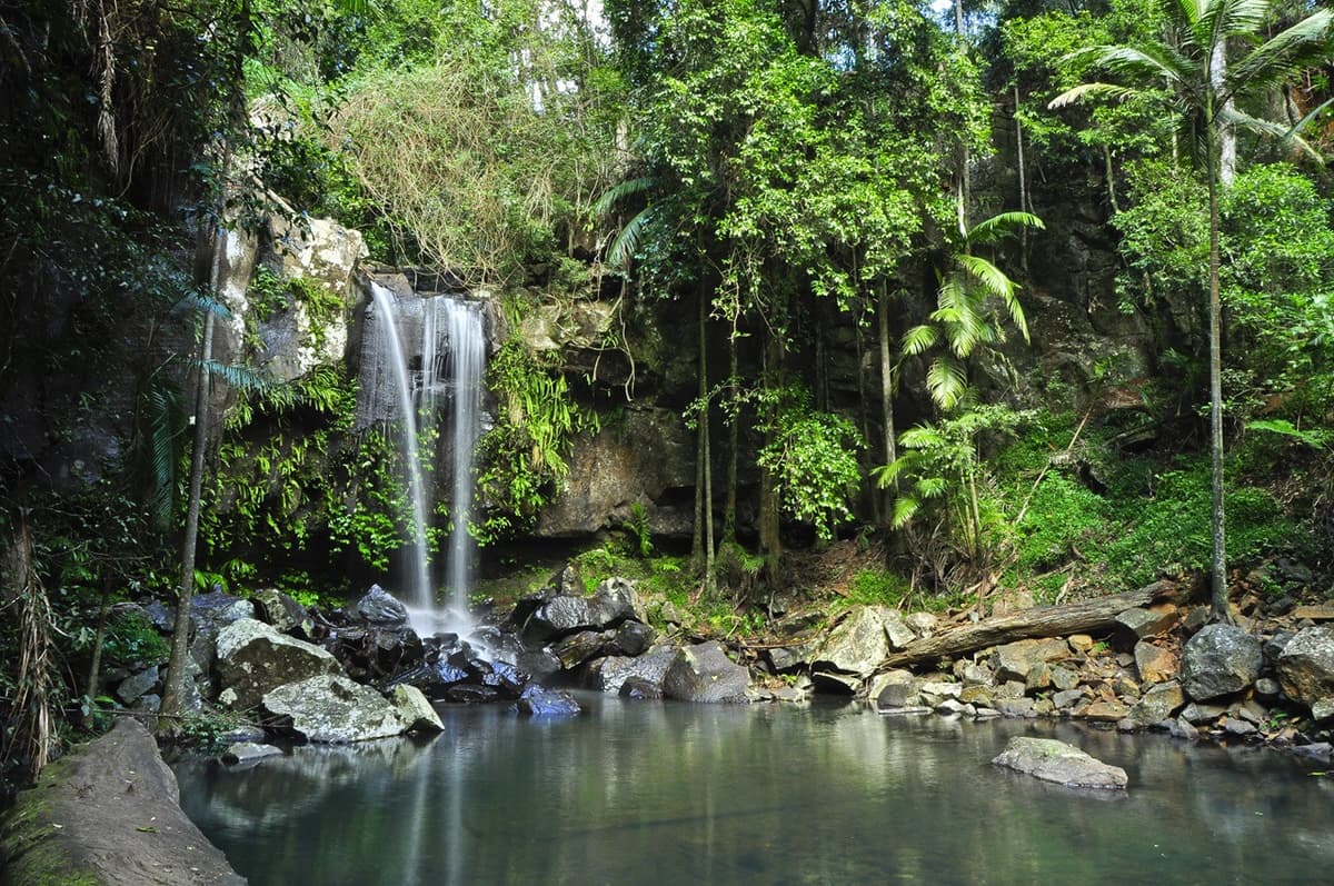 Tamborine Mountain Guided Walk and Wine Tasting Tour