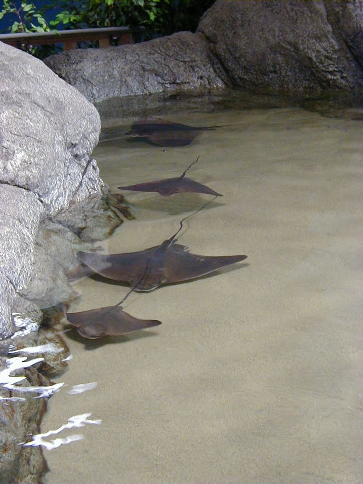 Aquarium of the Bay Ticket