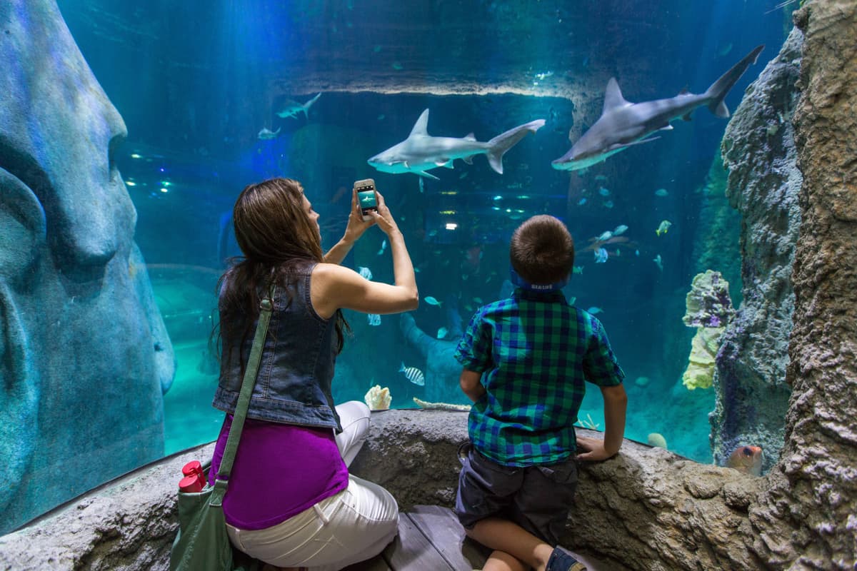 Go City Orlando All-Inclusive Pass: Save up to 50% on Attractions