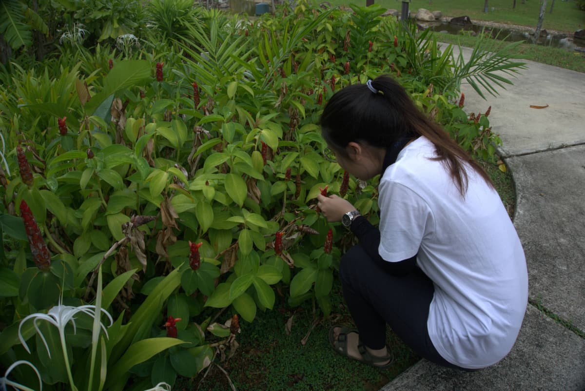Desaru Riverside Garden Guided Walk