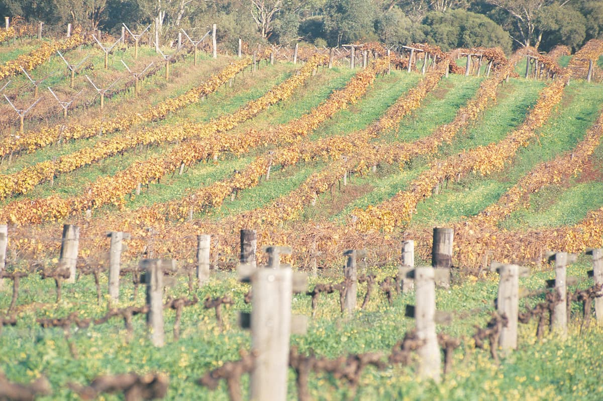 Swan Valley Half-Day Coach Tour with Wine and Chocolate Tasting