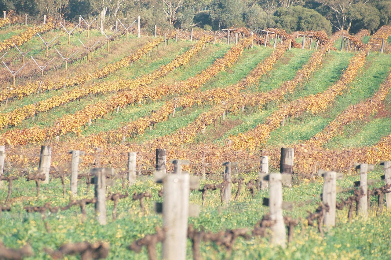 Swan Valley Half-Day Coach Tour with Wine and Chocolate Tasting