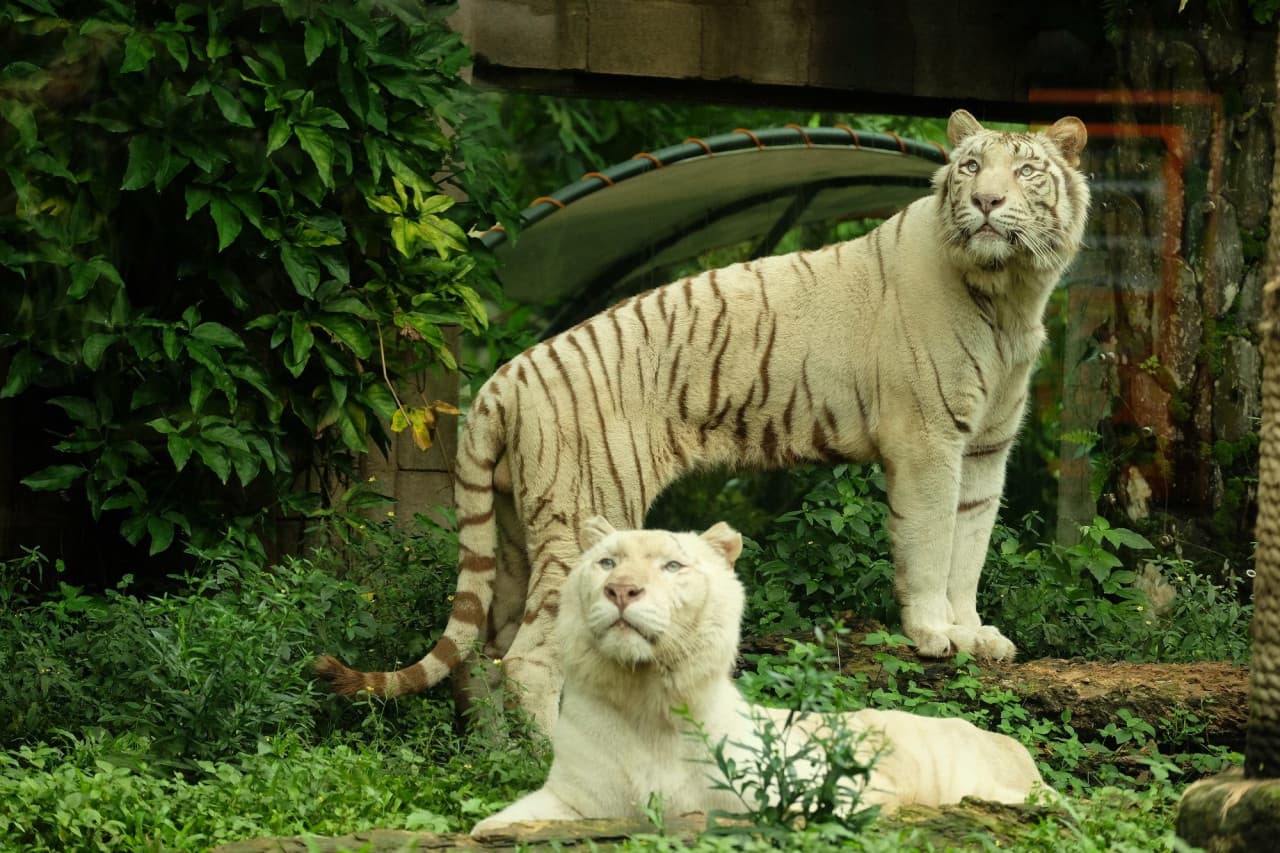 Bali Safari Park Ticket – photo 3