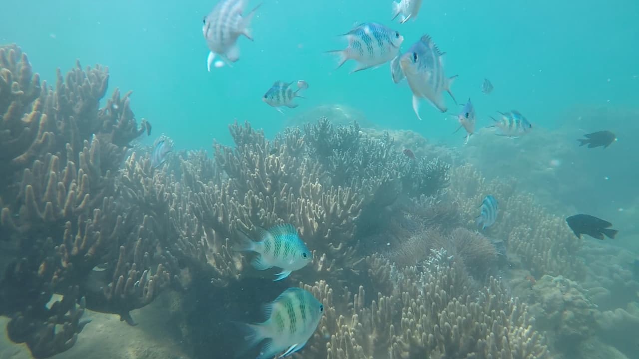 Cham Islands Underwater Walking and Snorkelling Half-Day Tour from Da Nang – photo 9
