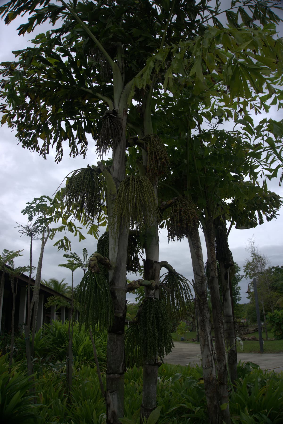 Desaru Riverside Garden Guided Walk