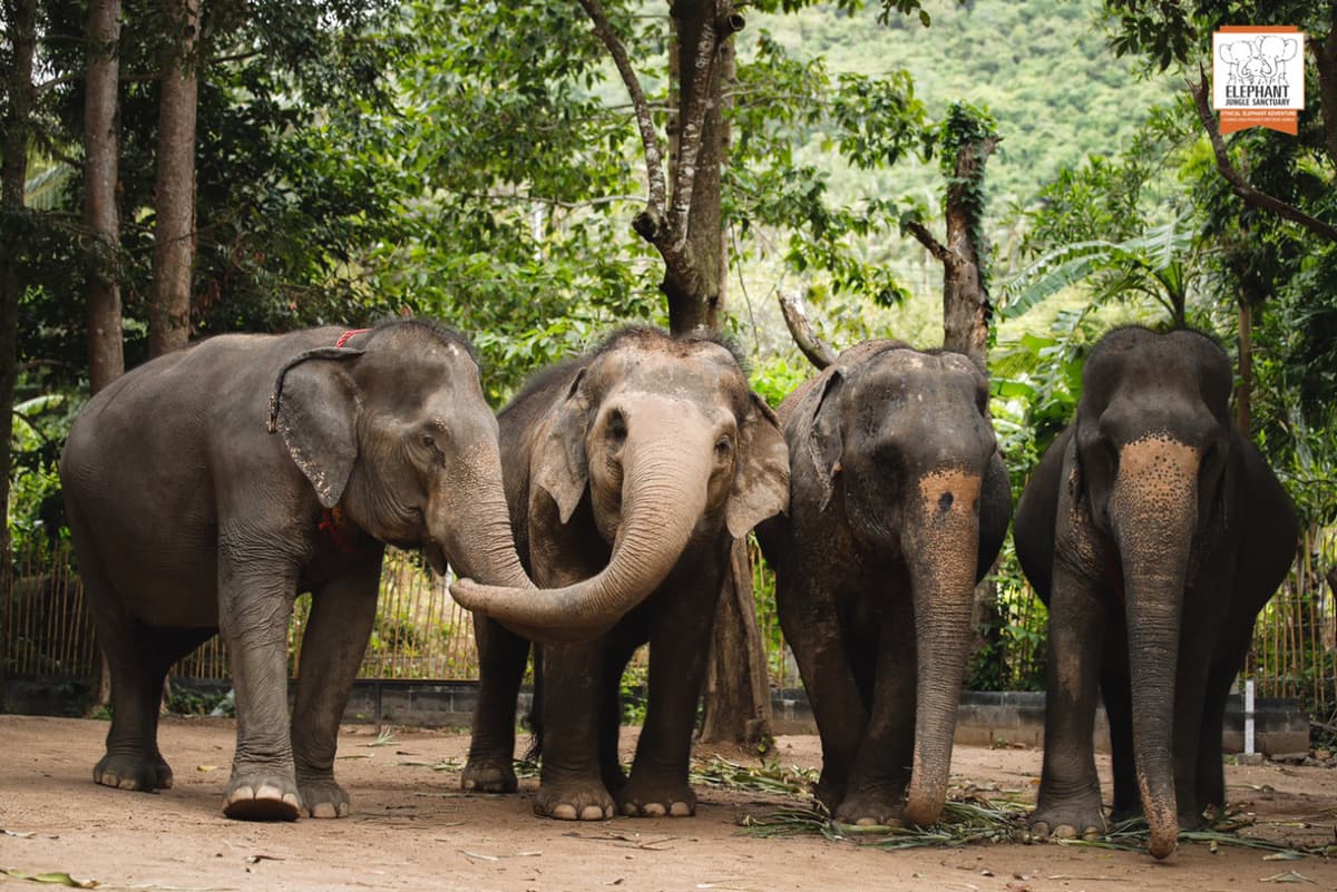 Elephant Jungle Sanctuary Koh Samui