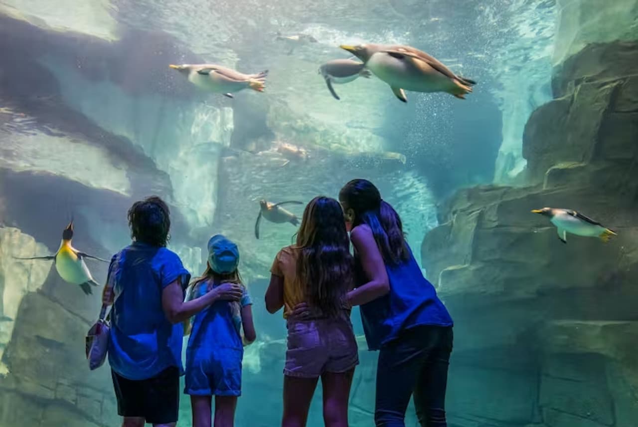 SeaWorld Orlando Ticket: Direct Entry + Optional All-Day Dining Deal + Multi-Park Discount Ticket – photo 16