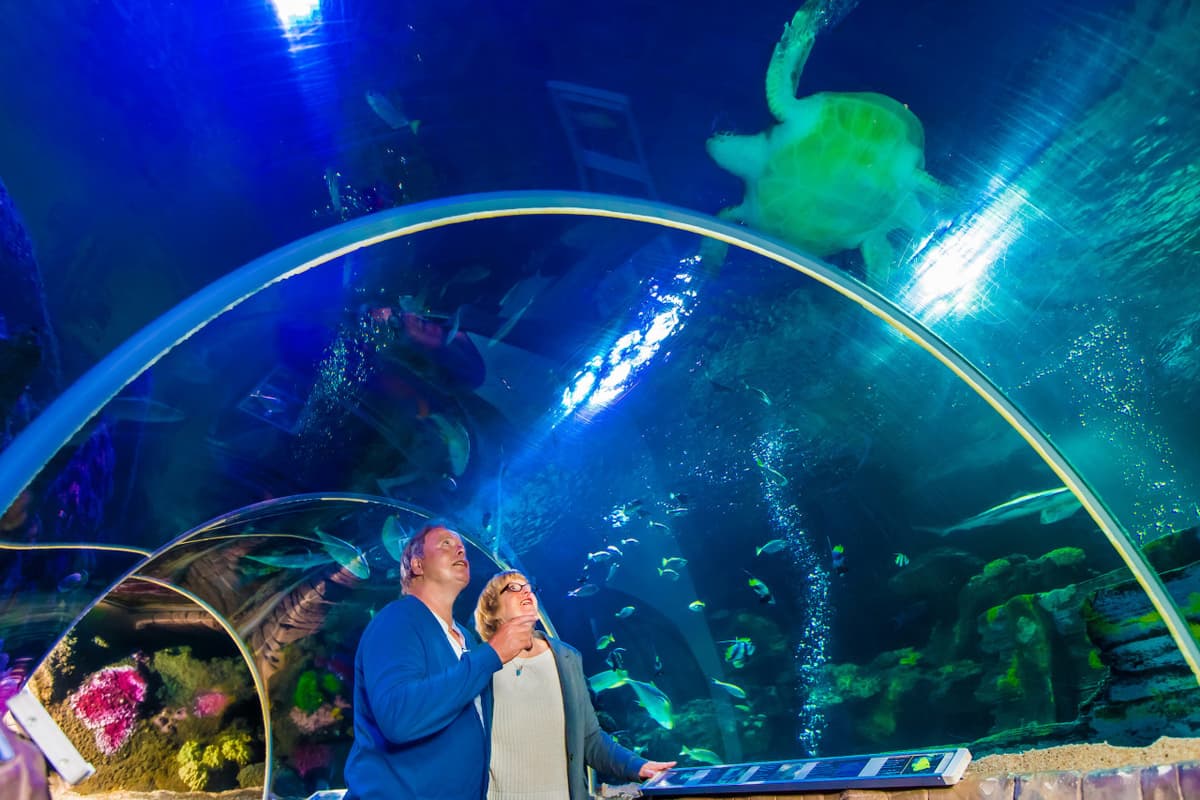 SEA LIFE Timmendorfer Strand Aquarium Ticket