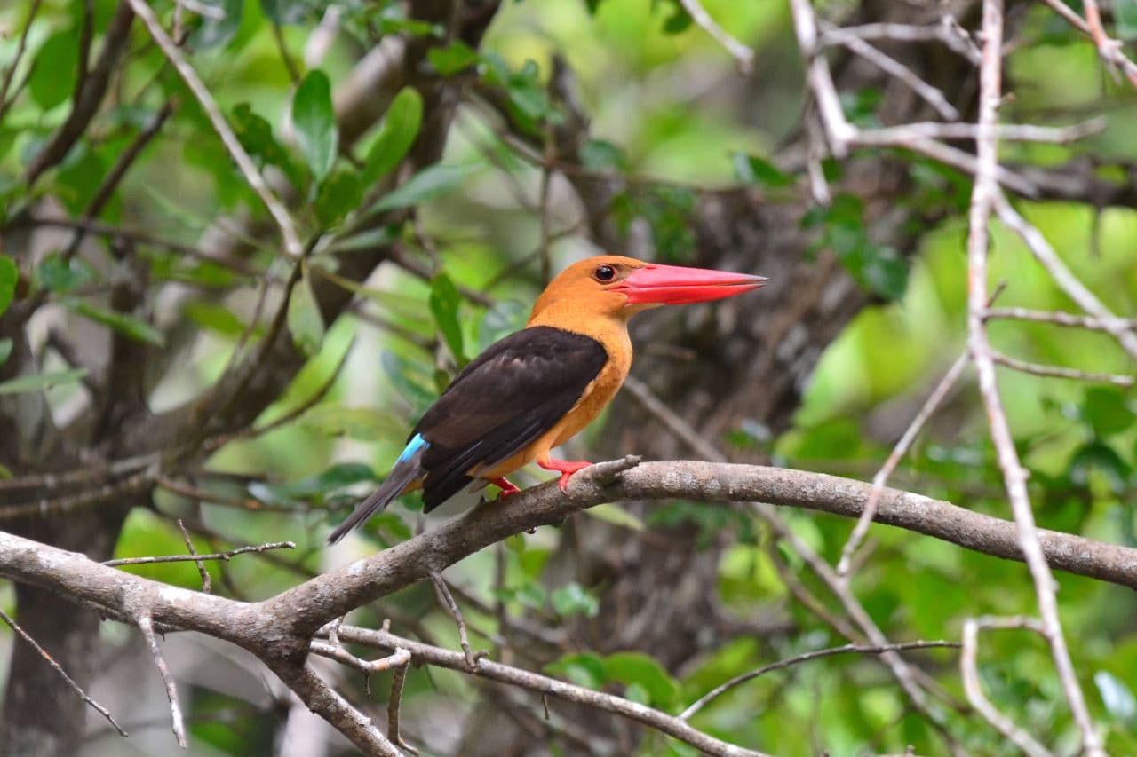 Langkawi Mangrove Cruise and Snorkeling