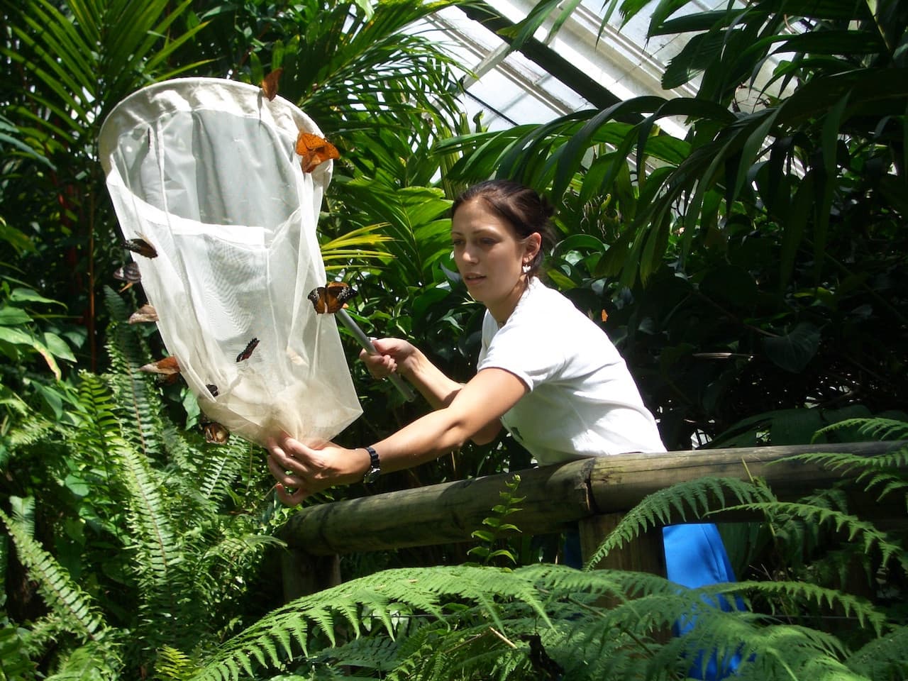 Australian Butterfly Sanctuary – photo 4