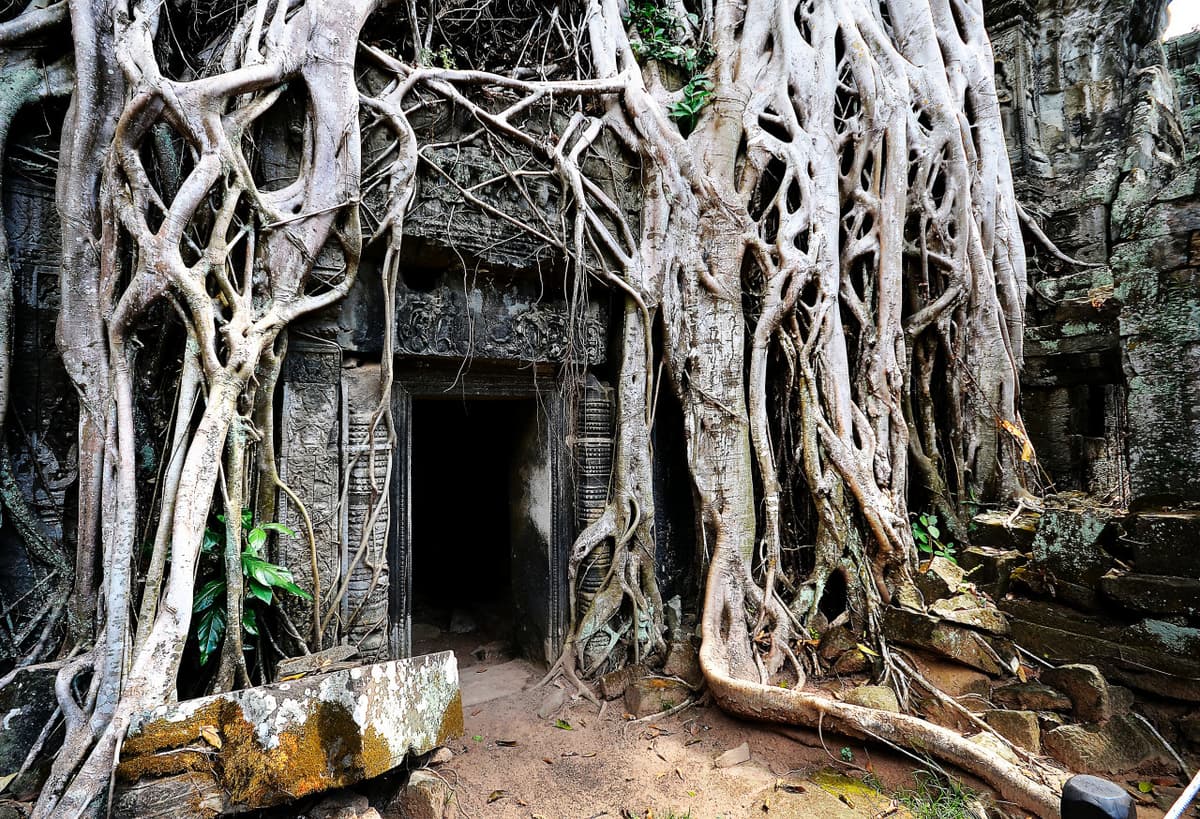 Angkor Archaeological Park and Temples Sunrise Tour