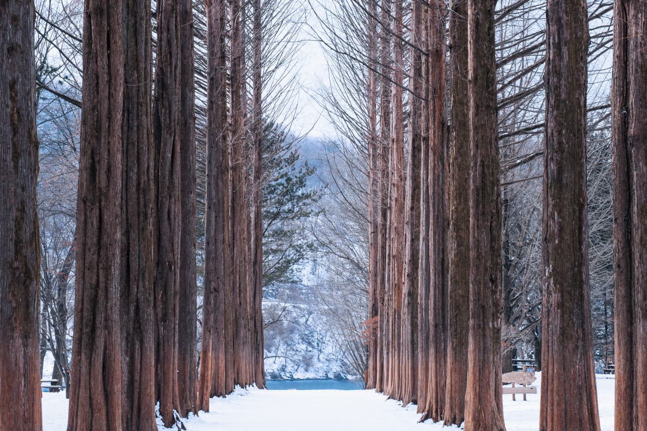 Nami Island and Garden of Morning Calm Tour from Seoul – photo 3