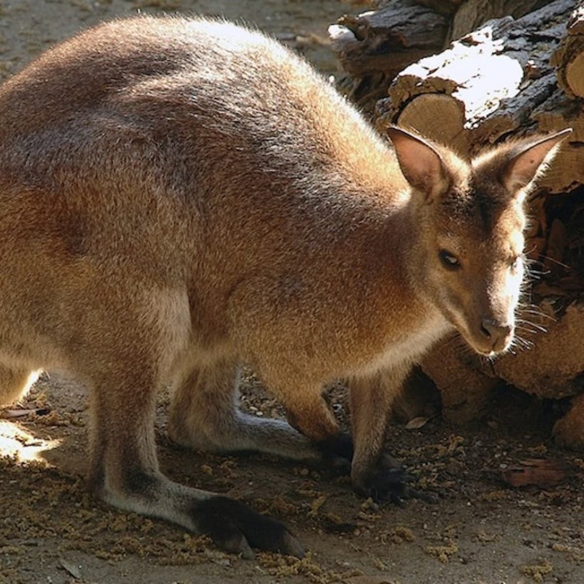 Bioparco: The Zoo of Rome