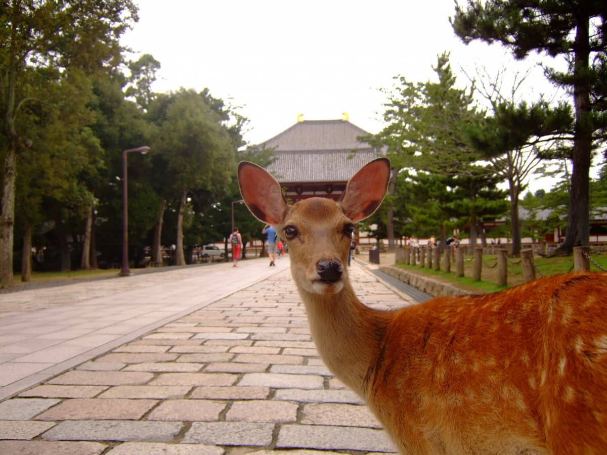 Kyoto and Nara Bus Tour