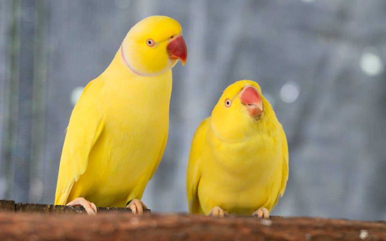 Birdworld Kuranda – photo 4