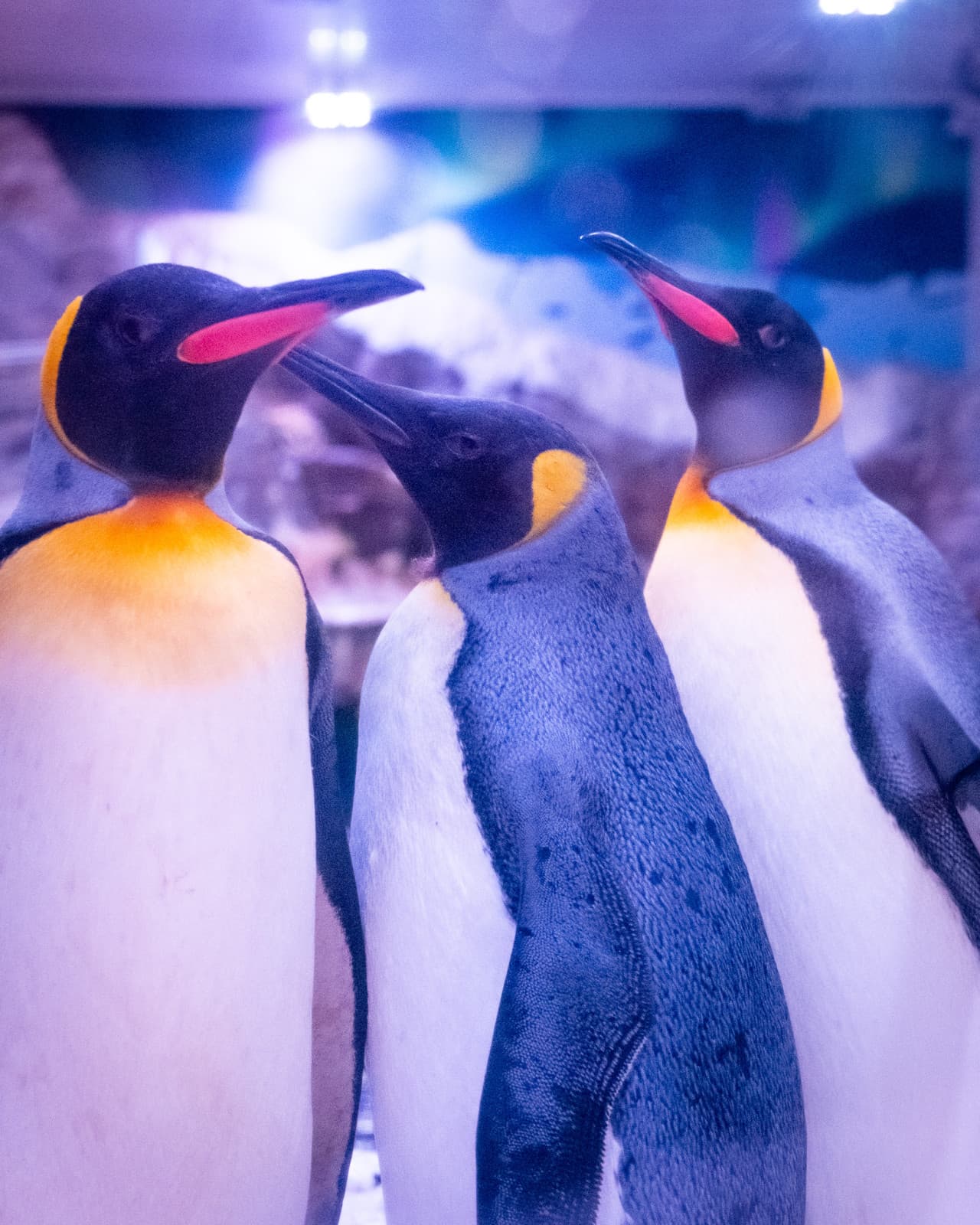 SEA LIFE Paris Aquarium Ticket – photo 2