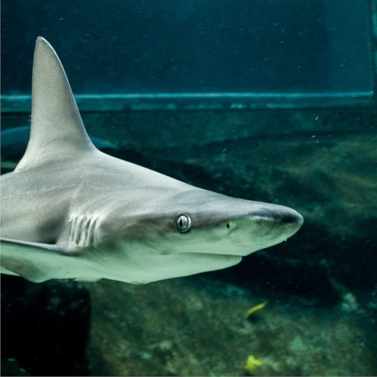 Sea Life Park Hawaii