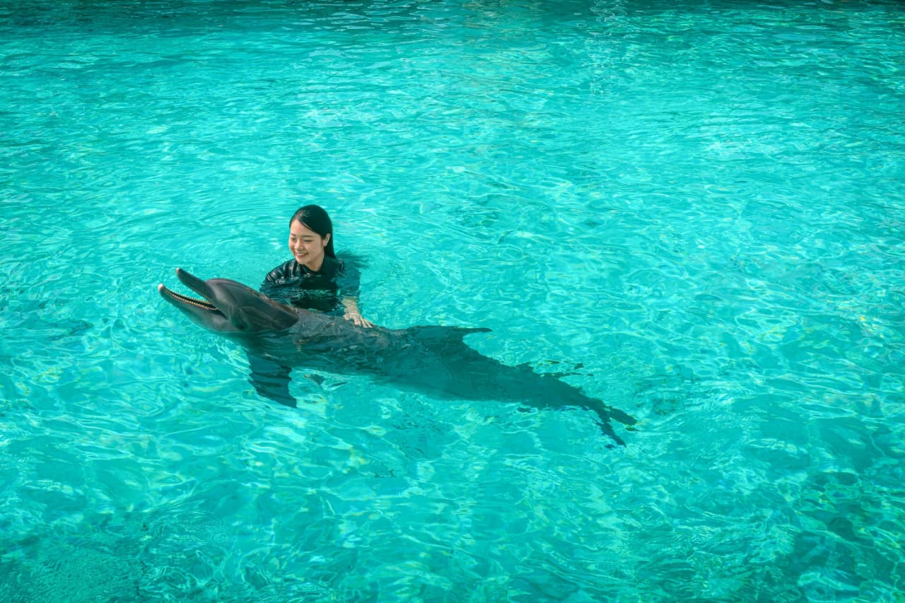 Dolphin Experiences at Marine Mammal Habitat Sentosa