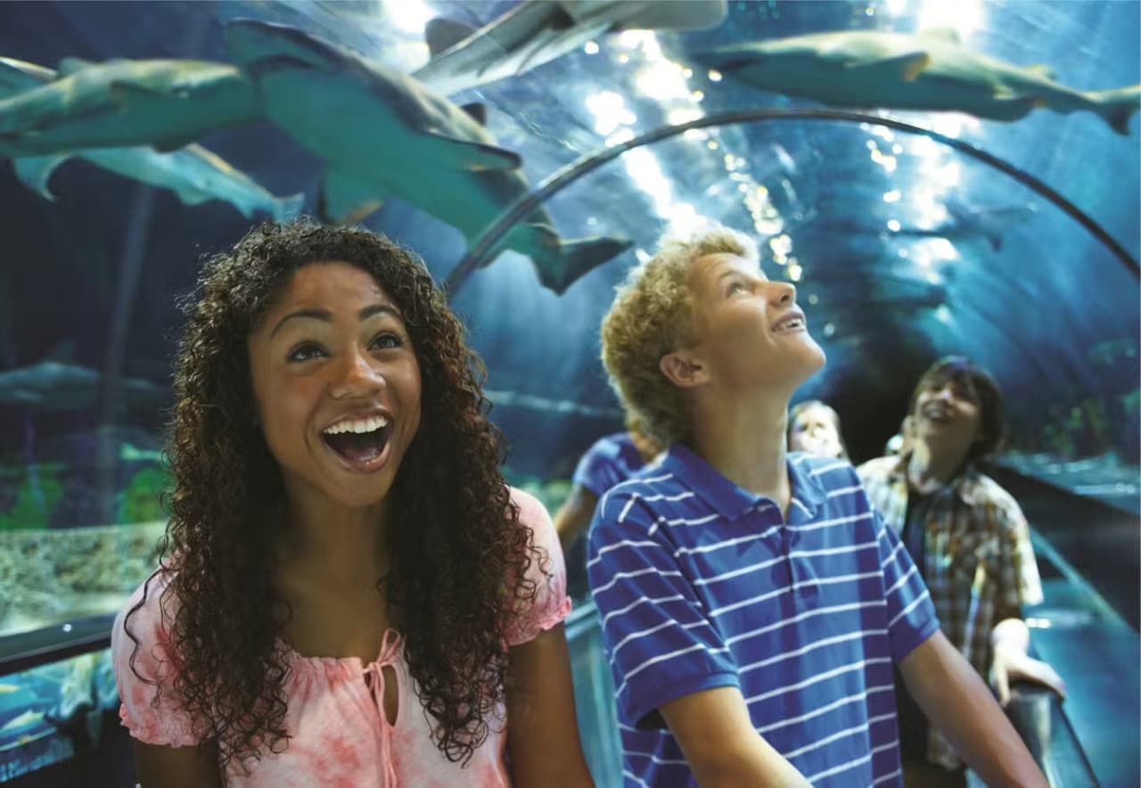 SeaWorld Orlando Ticket: Direct Entry + Optional All-Day Dining Deal + Multi-Park Discount Ticket – photo 17
