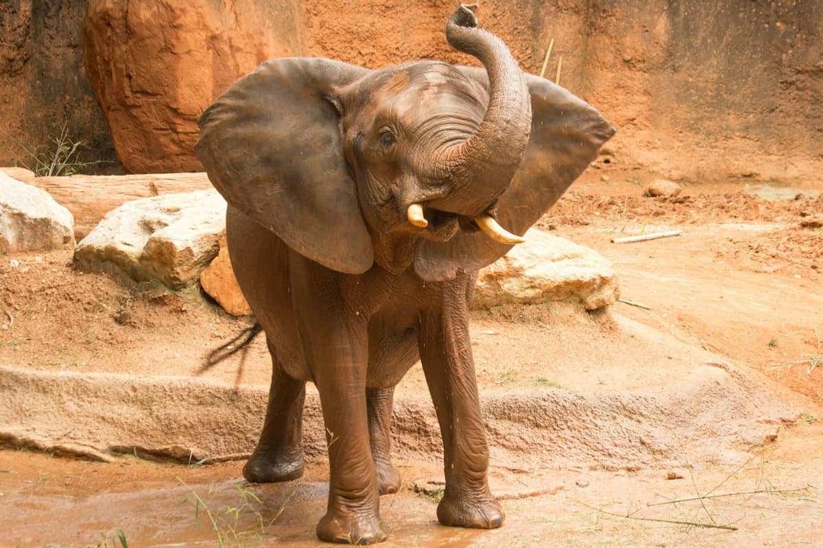 Zoo Atlanta Entry Ticket