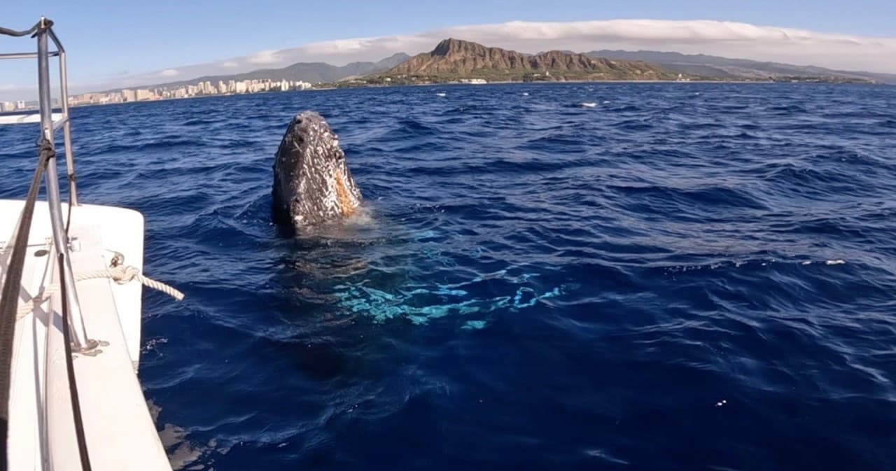 Waikiki Private Whale Watching Cruise – photo 3