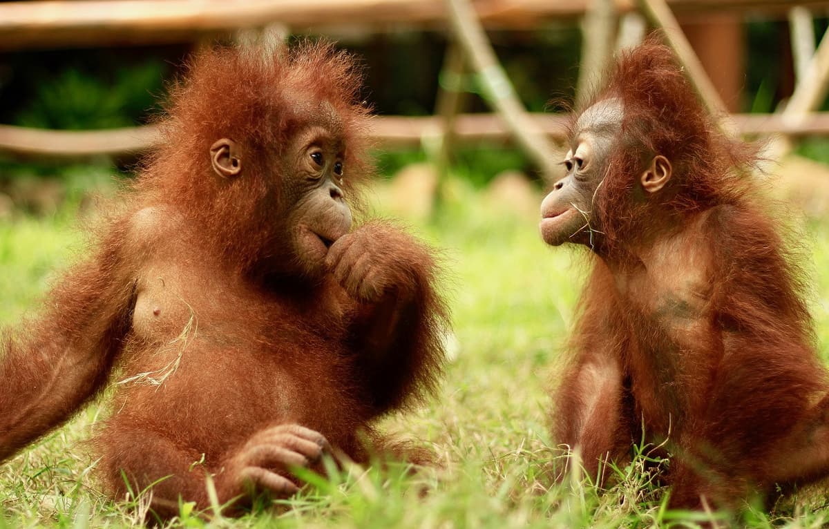 Lombok Wildlife Park: Intimate Wildlife Experience
