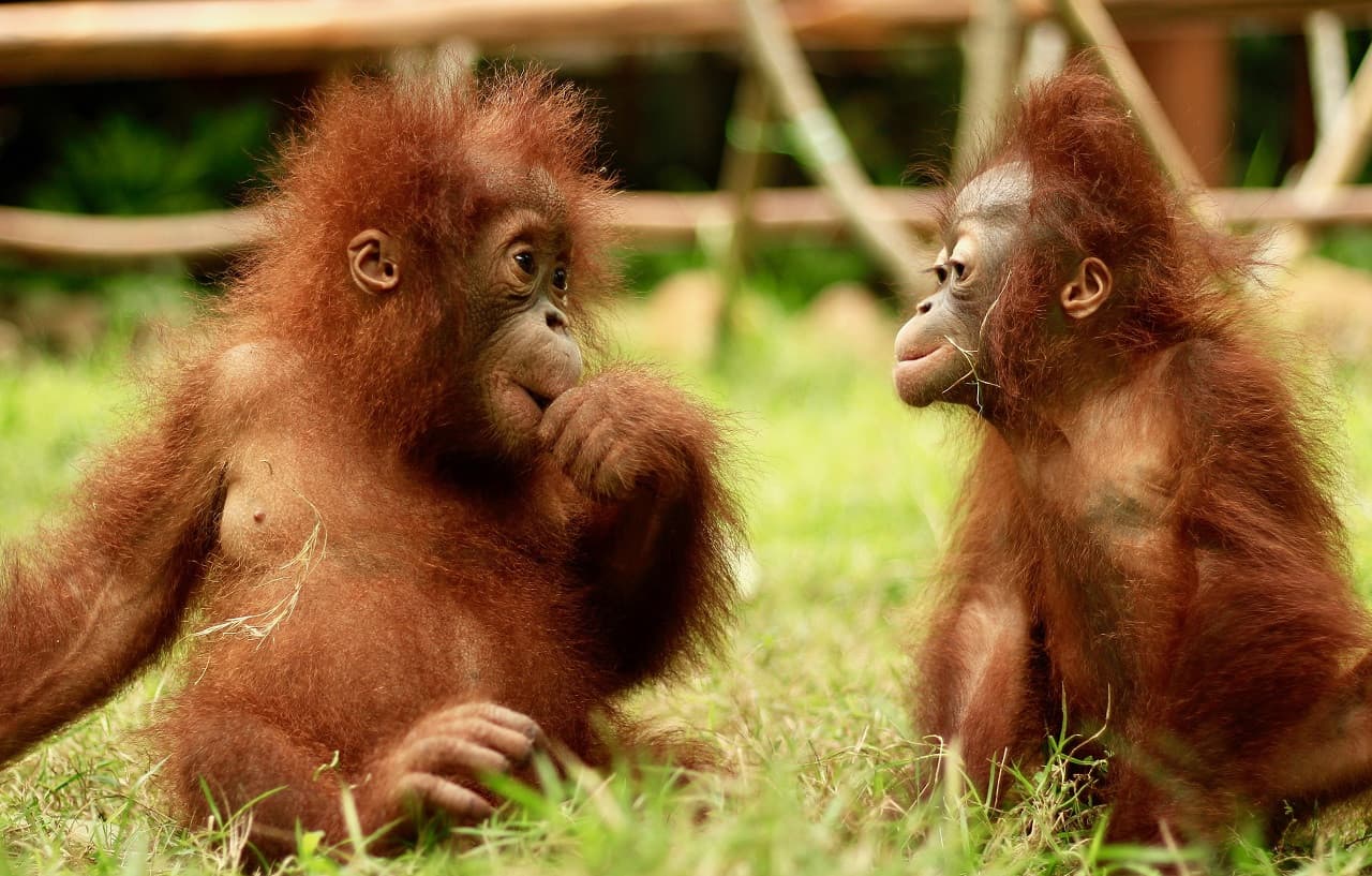Lombok Wildlife Park: Intimate Wildlife Experience