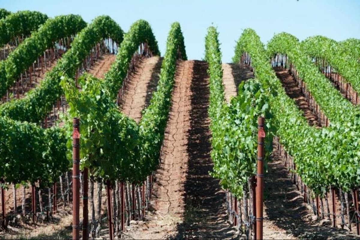 Napa and Sonoma Valley Wine Tasting Tour from San Francisco