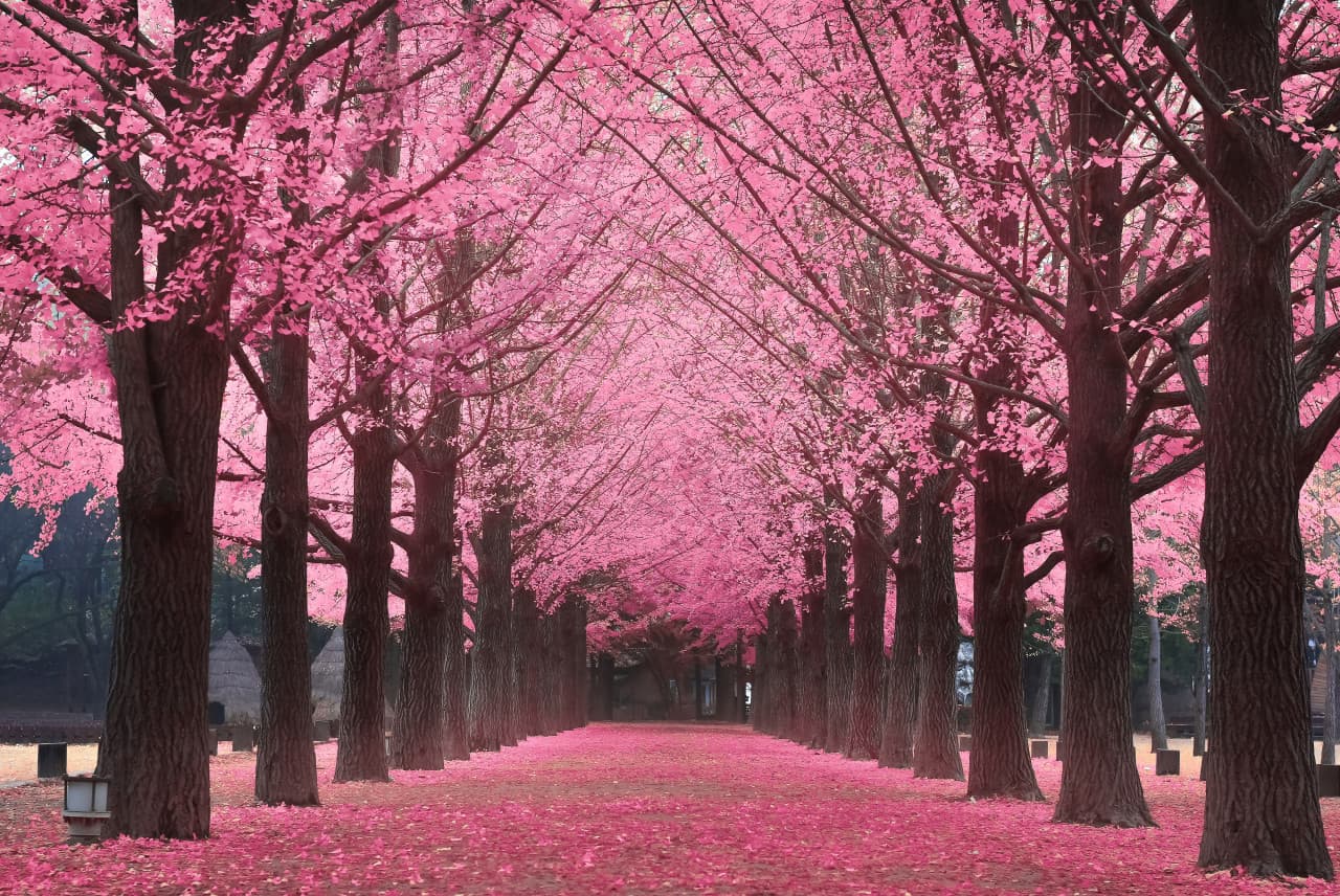 Nami Island, Petite France, Garden of Morning Calm, and Gangchon Rail Bike Tour from Seoul – photo 5