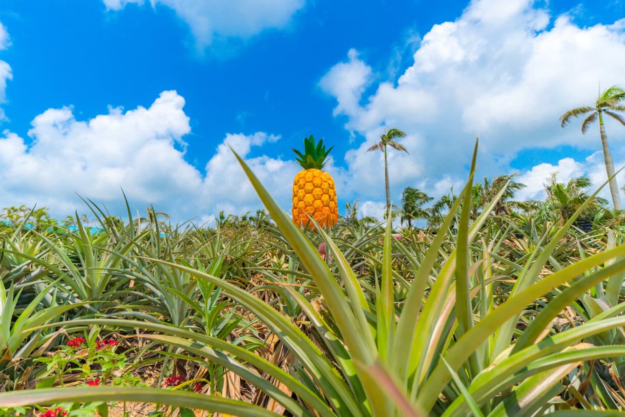Okinawa Nago Pineapple Park – photo 2