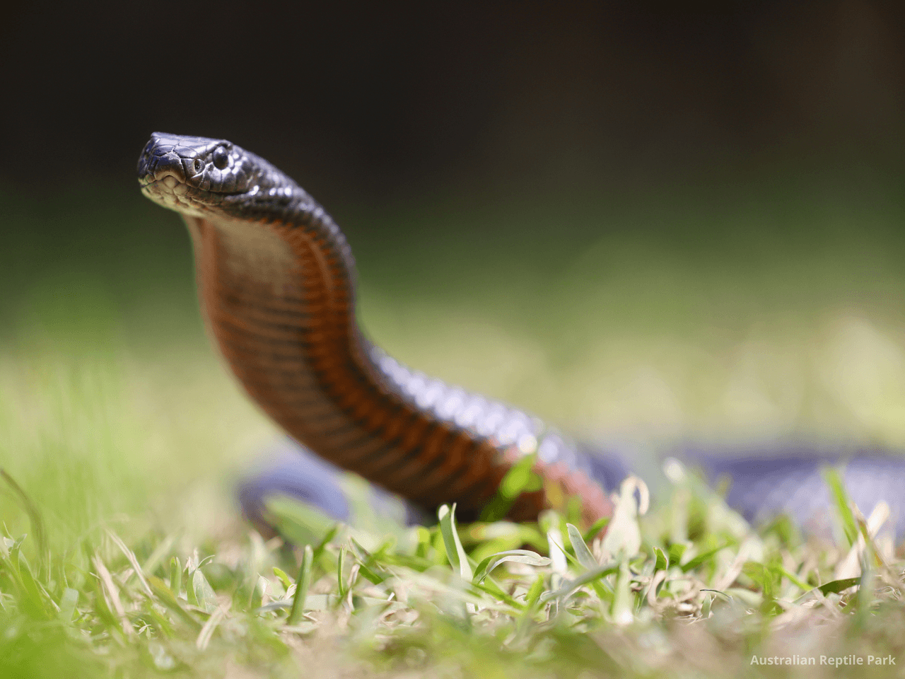 Australian Reptile Park – photo 35